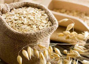 ওটস খেলে কি ওজন নিয়ন্ত্রণে আসে!