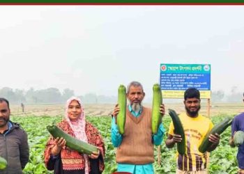 বিদেশী সবজি (স্কোয়াশ) চাষে সফলতা কৃষকের