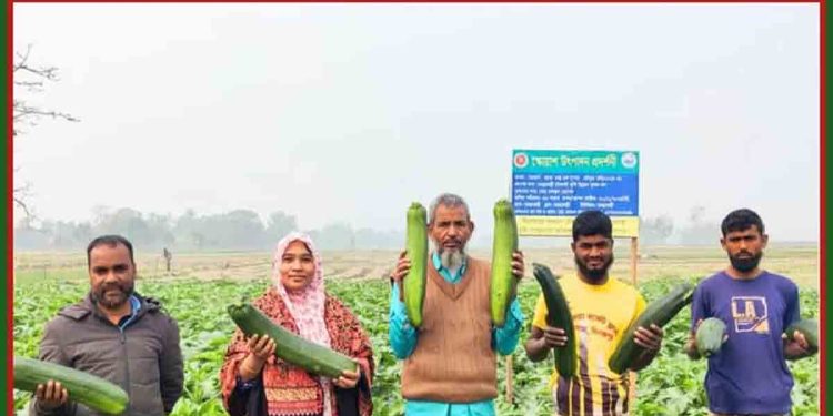 বিদেশী সবজি (স্কোয়াশ) চাষে সফলতা কৃষকের