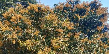 গোমস্তাপুরে গাছে গাছে উঁকি দিচ্ছে আমের মুকুল