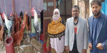 দেশী মুরগী পালনে সাবলম্বী হচ্ছেন এল ডি ডি পি প্রকল্প  পিজির  নারী সদস্যরা