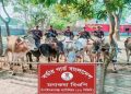 চাঁপাইনবাবগঞ্জে মালিকবিহীন অবস্থায় অবৈধ ভারতীয় ১০টি গরু জব্দ