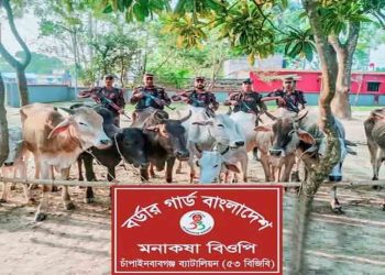 চাঁপাইনবাবগঞ্জে মালিকবিহীন অবস্থায় অবৈধ ভারতীয় ১০টি গরু জব্দ