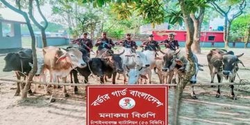 চাঁপাইনবাবগঞ্জে মালিকবিহীন অবস্থায় অবৈধ ভারতীয় ১০টি গরু জব্দ