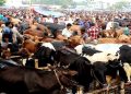 বনশ্রীর মেরাদিয়ায় কোরবানির পশুর হাট বসানো যাবে না : হাইকোর্ট