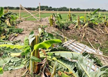 কৃষকলীগ নেতার নেতৃত্বে দুই হাজার কলাগাছ কাটার অভিযোগ