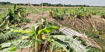 কৃষকলীগ নেতার নেতৃত্বে দুই হাজার কলাগাছ কাটার অভিযোগ