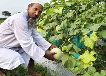 মরুভূমির ফল সাম্মাম চাষে কৃষকের বাজিমাত