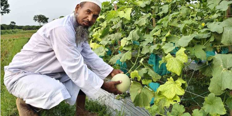 মরুভূমির ফল সাম্মাম চাষে কৃষকের বাজিমাত