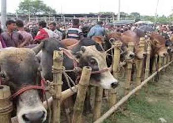 যানজট ভোগান্তি প্রধান সমস্যা” সল্টগোলায় অস্থায়ী পশুর হাট অপসারণের দাবি স্থানীয় বাসিন্দাদের