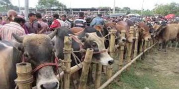 যানজট ভোগান্তি প্রধান সমস্যা” সল্টগোলায় অস্থায়ী পশুর হাট অপসারণের দাবি স্থানীয় বাসিন্দাদের