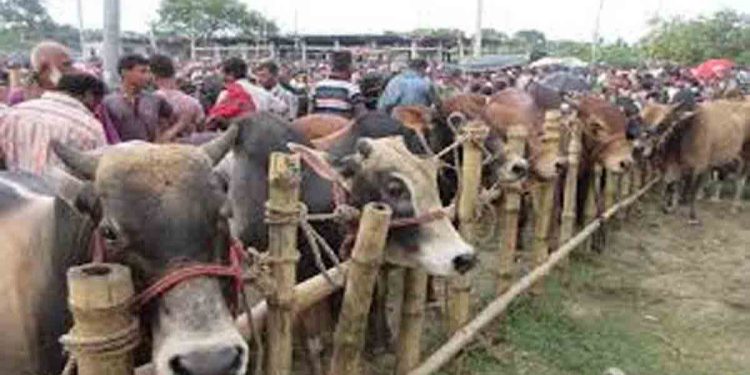 যানজট ভোগান্তি প্রধান সমস্যা” সল্টগোলায় অস্থায়ী পশুর হাট অপসারণের দাবি স্থানীয় বাসিন্দাদের