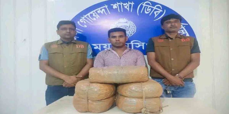 ভালুকায় ডিবির অভিযানে দশ কেজি গাঁজা সহ এক মাদক কারবারি গ্রেফতার