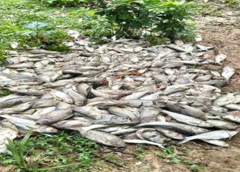 ভালুকায় মাছের মড়ক: গ্যাস-তাপদাহে কোটি টাকার ক্ষতি, ইউএনও’র সতর্ক বার্তা