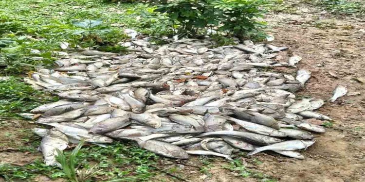 ভালুকায় মাছের মড়ক: গ্যাস-তাপদাহে কোটি টাকার ক্ষতি, ইউএনও’র সতর্ক বার্তা