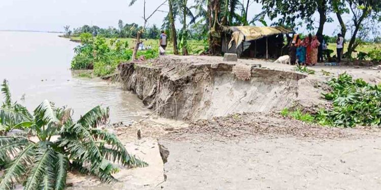 ব্রহ্মপুত্রের ভাঙনে ভিটা হারিয়ে নিঃস্ব মানুষ, উদাসীন পাউবো