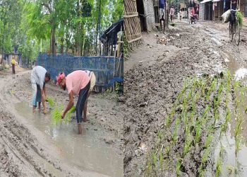ভোলাহাটে রাস্তা সংস্কারে ধানের চারা লাগিয়ে প্রতিবাদ