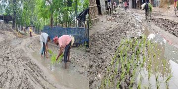 ভোলাহাটে রাস্তা সংস্কারে ধানের চারা লাগিয়ে প্রতিবাদ