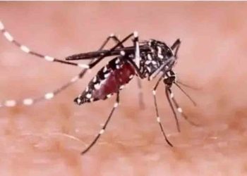 ভালুকায় শিক্ষিকাসহ ২ জন ডেঙ্গুতে আক্রান্ত