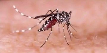 ভালুকায় শিক্ষিকাসহ ২ জন ডেঙ্গুতে আক্রান্ত