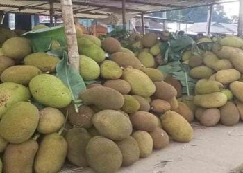 চোখের সামনে নষ্ট হচ্ছে লাখ টাকার কাঁঠাল: হিমাগারহীন ভালুকায় চাষির আহাজারি