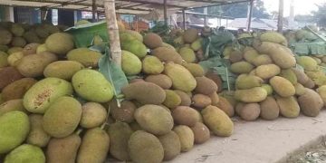 চোখের সামনে নষ্ট হচ্ছে লাখ টাকার কাঁঠাল: হিমাগারহীন ভালুকায় চাষির আহাজারি