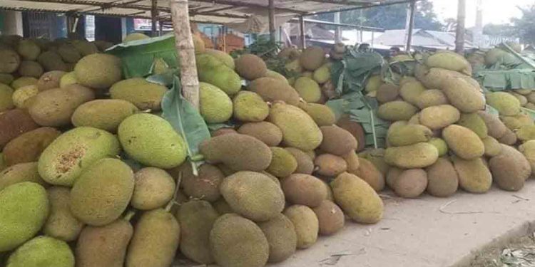 চোখের সামনে নষ্ট হচ্ছে লাখ টাকার কাঁঠাল: হিমাগারহীন ভালুকায় চাষির আহাজারি