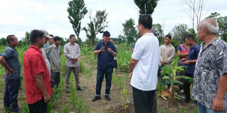 প্রান্তিক জনগোষ্ঠির মাঝে রাঙ্গামাটি পার্বত্য জেলা পরিষদের কফি ও কাজুবাদাম চারা বিতরণ