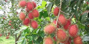 ভালুকায় ৬ একরের রামবুটান বাগান: দেশের মাটিতে বিদেশি ফলের সম্ভাবনা