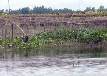 অতি বৃষ্টি ও বন্যায় কুড়িগ্রামে পটল চাষিদের মাথায় হাত