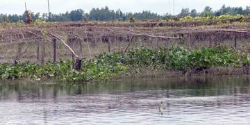 অতি বৃষ্টি ও বন্যায় কুড়িগ্রামে পটল চাষিদের মাথায় হাত