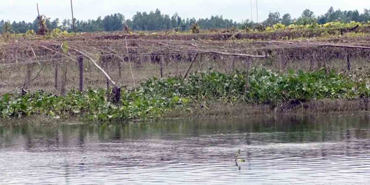 অতি বৃষ্টি ও বন্যায় কুড়িগ্রামে পটল চাষিদের মাথায় হাত