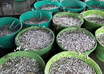 কাপ্তাই হ্রদে মাছ আহরণ শুরু, কর্মচাঞ্চলে ফিরেছে মৎস্য অবতরণ কেন্দ্র 