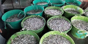 কাপ্তাই হ্রদে মাছ আহরণ শুরু, কর্মচাঞ্চলে ফিরেছে মৎস্য অবতরণ কেন্দ্র 