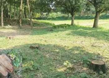 ভালুকায় সংরক্ষিত বন থেকে শতাধিক আকাশমনি গাছ চুরি