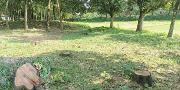 ভালুকায় সংরক্ষিত বন থেকে শতাধিক আকাশমনি গাছ চুরি