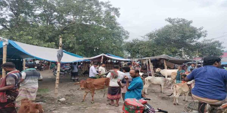 শিবগঞ্জে সরকারি হাটে অবৈধ দখল, পশু ব্যবসা প্রায় বন্ধ