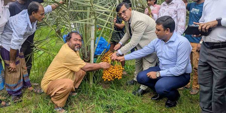 ভালুকায় সৌদির খেজুর বাগান করে জীবনের স্বপ্ন পূরণ মোতালেবের