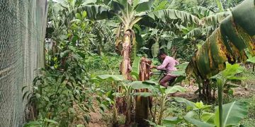 ভালুকায় প্রশাসকের নির্দেশনা অমান্য করে সরকারি রাস্তায় ফসলের চাষ, ঘরবন্দী এক পরিবার