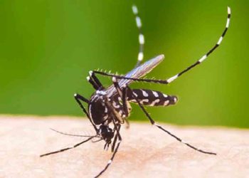 ডেঙ্গুতে একদিনে ৫ জনের মৃত্যু