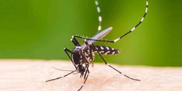 ডেঙ্গুতে একদিনে ৫ জনের মৃত্যু