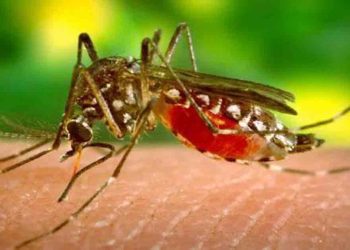 রাঙামাটিতে বাড়ছে ম্যালেরিয়ার প্রকোপ