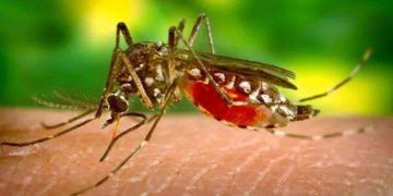 রাঙামাটিতে বাড়ছে ম্যালেরিয়ার প্রকোপ