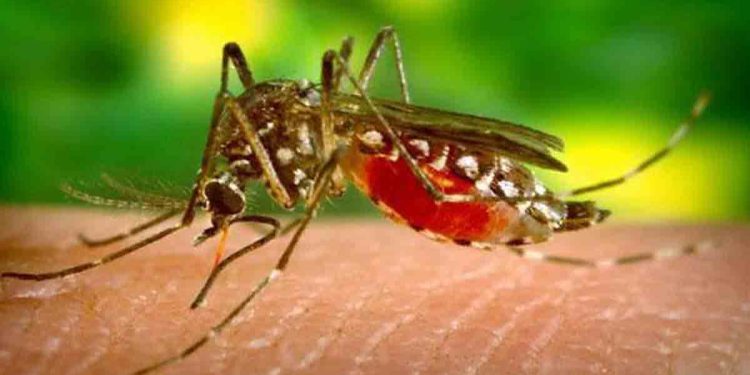 রাঙামাটিতে বাড়ছে ম্যালেরিয়ার প্রকোপ