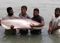ময়মনসিংহে চাষ হচ্ছে পৃথিবীর সবচেয়ে বড় জাতের পাঙ্গাস