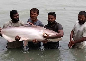ময়মনসিংহে চাষ হচ্ছে পৃথিবীর সবচেয়ে বড় জাতের পাঙ্গাস