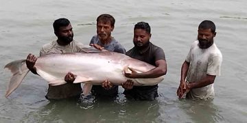 ময়মনসিংহে চাষ হচ্ছে পৃথিবীর সবচেয়ে বড় জাতের পাঙ্গাস