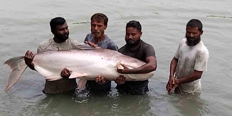 ময়মনসিংহে চাষ হচ্ছে পৃথিবীর সবচেয়ে বড় জাতের পাঙ্গাস