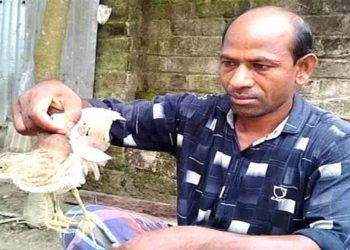 কুড়িগ্রামের ফুলবাড়ীতে বিরল ৪ পা ওয়ালা কানি বক, উৎসুক জনতার ভিড়