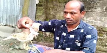 কুড়িগ্রামের ফুলবাড়ীতে বিরল ৪ পা ওয়ালা কানি বক, উৎসুক জনতার ভিড়